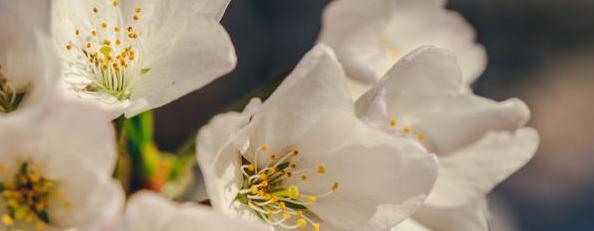 Botanical Clothing Ethos