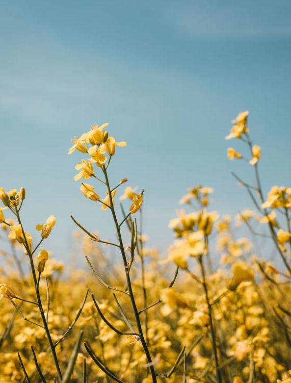 OEKO-TEX versus GOTS Certification